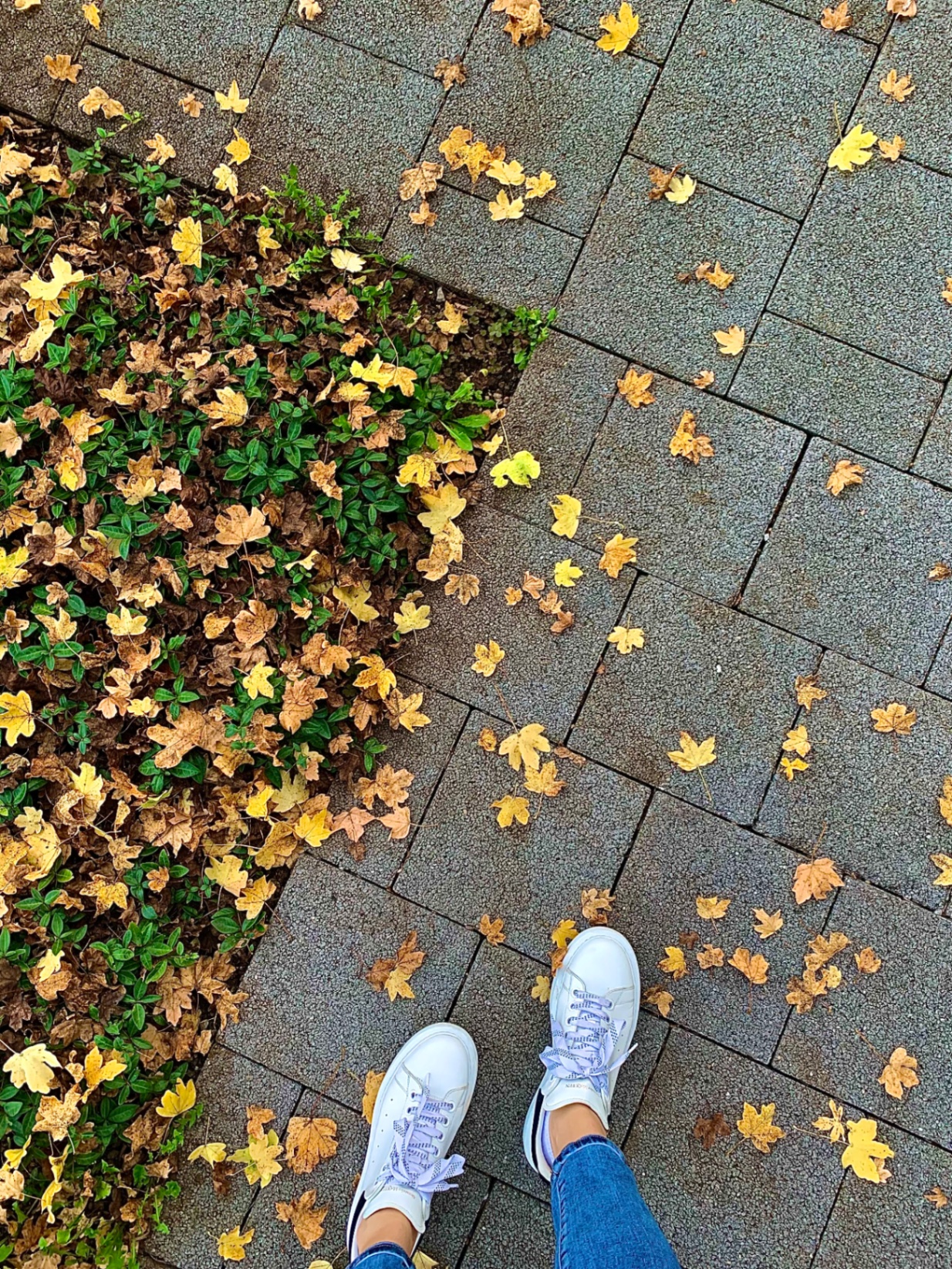 Autumn leaves underfoot